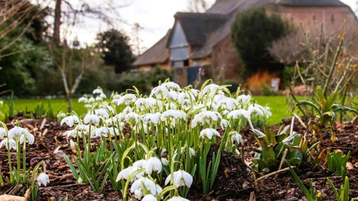 Snowdrops in the foreground with The Reed Barn in the background in the gardens at Peckover House.